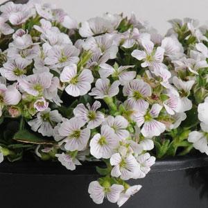 Gypsophila cerastioides Pixie splash 10 semien